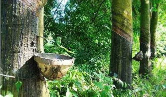 橡膠木種植的責(zé)任分擔(dān) 問題與解決路徑